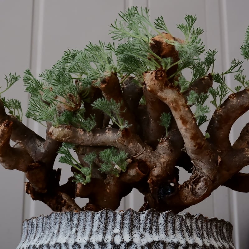 大株 / w28cm】サルコカウロン ムルチフィズム［No.05］ × 根本峻吾 作