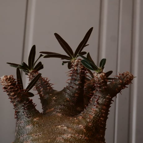 【 φ8.5cm 】グラキリス - 象牙宮 - ［No.249］  × 中野明彦 作 「 KIRIKO」4号 植木鉢 笠間焼