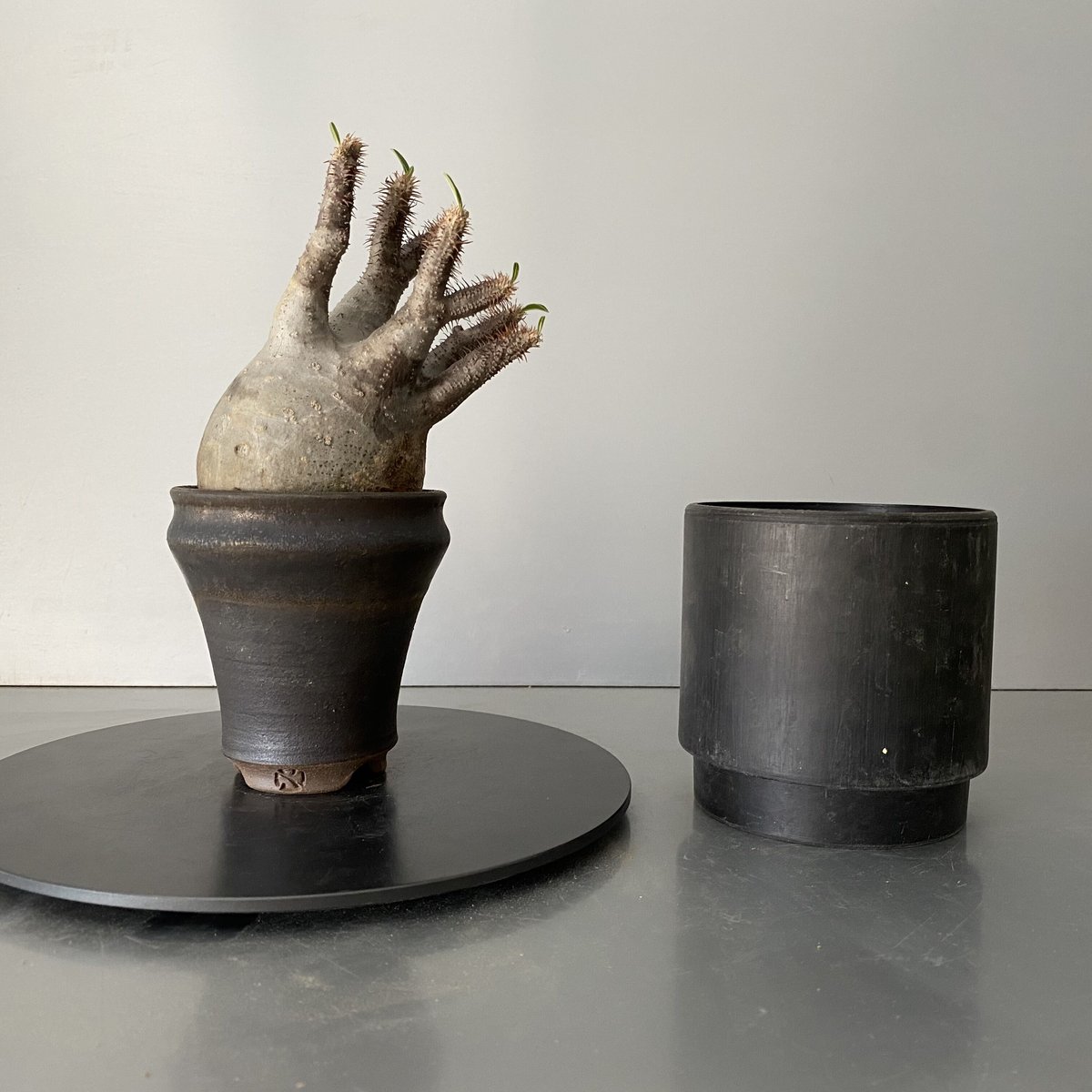 グラキリス　良形　現地球 現地球グラキリス良型発根済