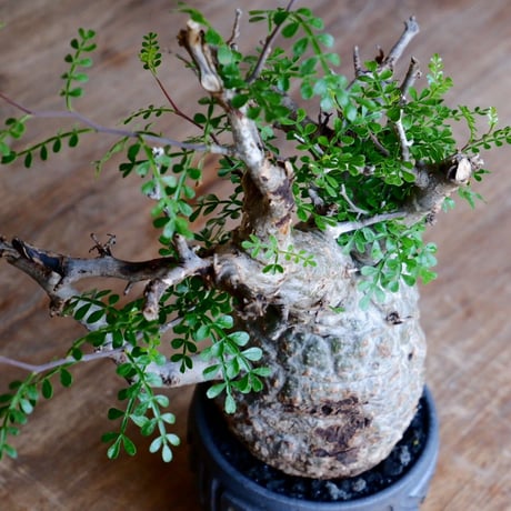 緑肌 オペルクリカリア パキプス［No.16］  ×  根本峻吾 作 S.N POT type.round「 鐡 - kurogane - 」4号 植木鉢