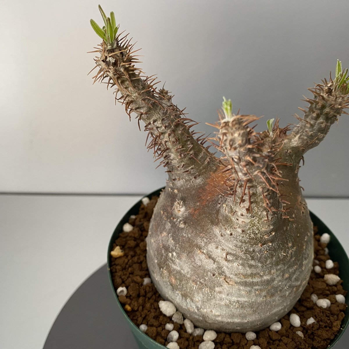 パキポディウム グラキリス 現地球 発根管理中 パキポディウム グラキリス 大きめ 現地球 発根管理中