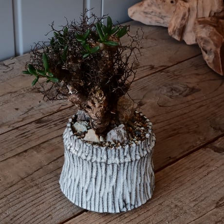 万物想 チレコドン レティキュラーツス［No.02］  ×   根本峻吾 作 S.N POT type.cylinder「 月光ノ爪牙」 3.5号 植木鉢
