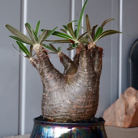 グラキリス φ8.5cm - 象牙宮-［No.13］×  坂本新 作「 LUSTER BLACK  」3.5号鉢 笠間焼 植木鉢