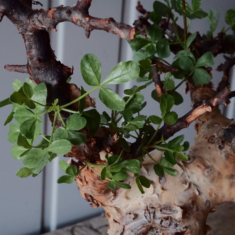 コミフォラ カタフ ピュア［No.05］ × 杉山悠 作 φ11cm 植木鉢