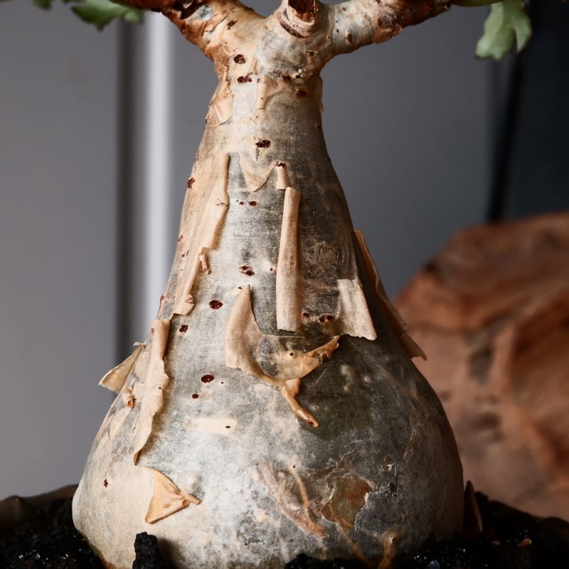 キフォステンマ ベティフォルメ ナローリーフ ソマリア産 輸入株［No