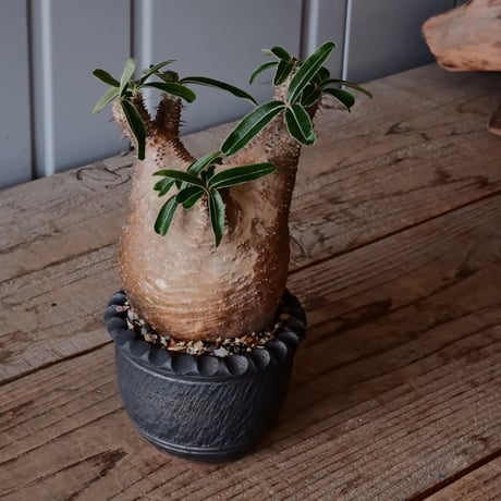 グラキリス φ8.5cm - 象牙宮 -［No.54］  ×    與那嶺大輔 作 「琉球飛び鉋」3号 植木鉢