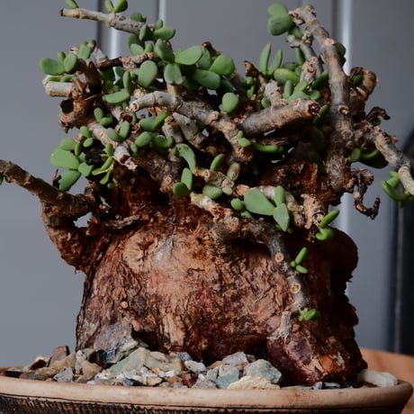 ケラリア ピグマエア 現地株 発根済［No.20］  ×   森田昌求 作 「 Abstract Scratch」 3.5号 植木鉢 笠間焼