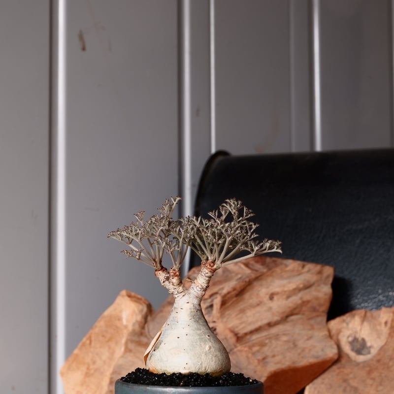 l*n様 開花中 キフォステンマ ベティフォルメ ソマリア ナローリーフ 発根済 キフォステンマ ベティフォルメ ナローリーフ ソマリア産 輸入株