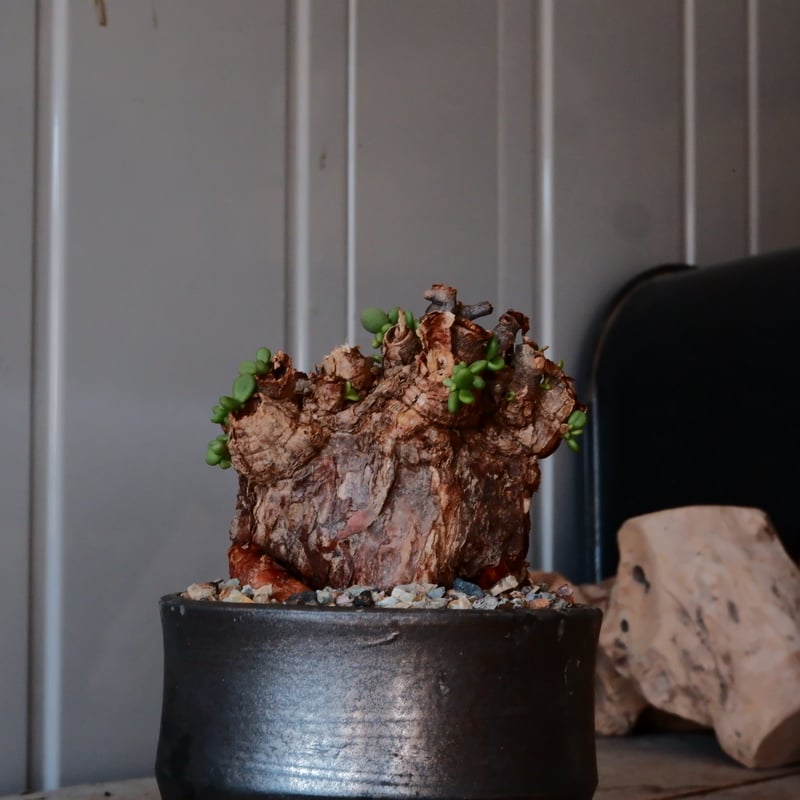 ケラリア　ピグマエア　（大谷石　鉢付き） ケラリアピグマエア（大谷石鉢付き）