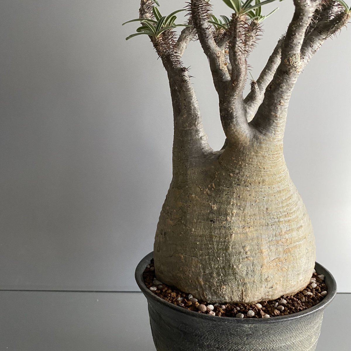 パキポディウム　グラキリス　サイズM Gracilius M グラキリス 中〜大サイズ - C76 | Botanical Holic