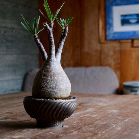 CATEGORY 新里竜子 作品 植木鉢［やちむん］ | Botanical Holic