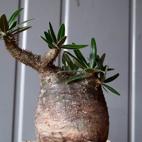 グラキリス φ8.5cm - 象牙宮-［No.49］× 坂本新 作 作品【 LUSTER GREY 】3号 植木鉢 笠間焼