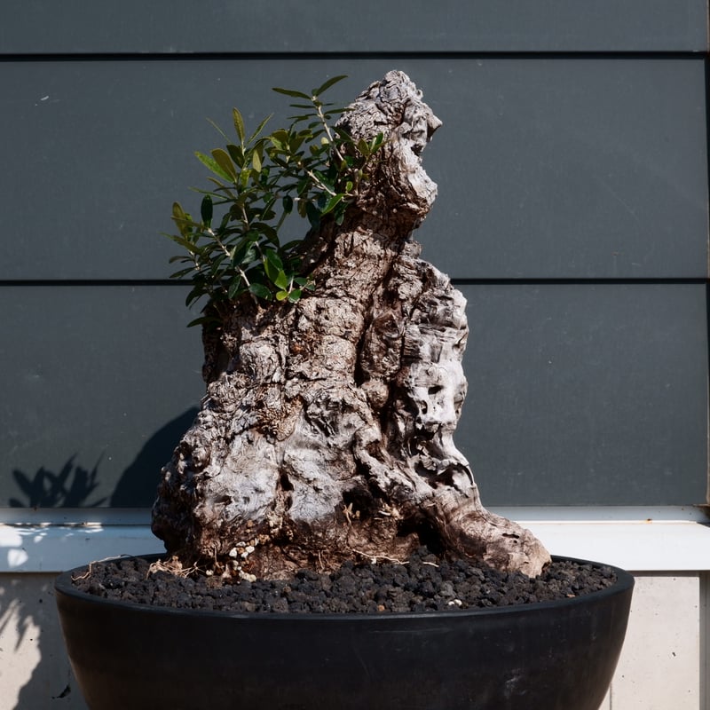 Old Olive 古木オリーブ［No.26］× 12号皿鉢 (φ36cm) | Botani