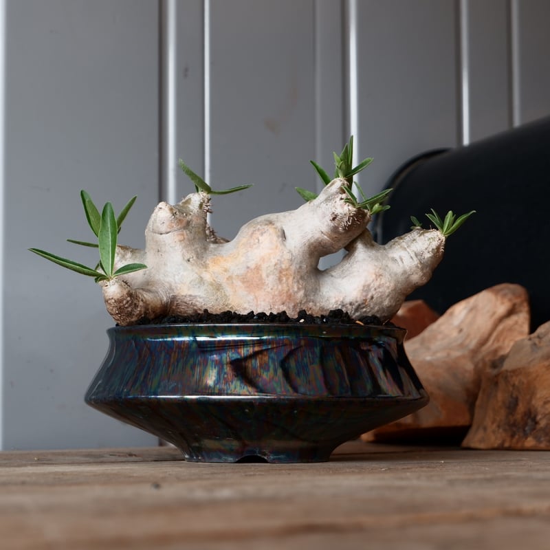 ダガスカル輸入 現地株 パキポディウム ブレビカリックス ダガスカル輸入 現地株 パキポディウム ブレビカリックス