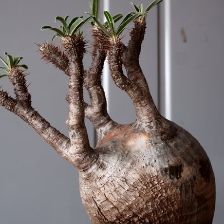 グラキリス φ10cm - 象牙宮 - ［No.51］  ×   沼野秀章 作「 black wrap 」3号 植木鉢 笠間焼