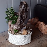Old Olive 古木オリーブ［No.06］× 根本峻吾 作品【 S.N POT type.slim-low「月光ノ鐵」10号 】φ30cm 植木鉢
