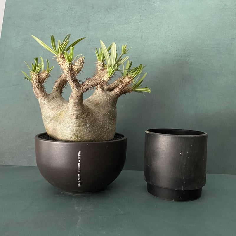 VALIEM 陶器鉢ACT2 VALIEM 陶器鉢ACT2