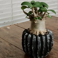 《美形》アデニウム アラビカム " ドワーフ " φ8cm［No.16］  ×  松野然 作 「ZEN」3.5号 植木鉢