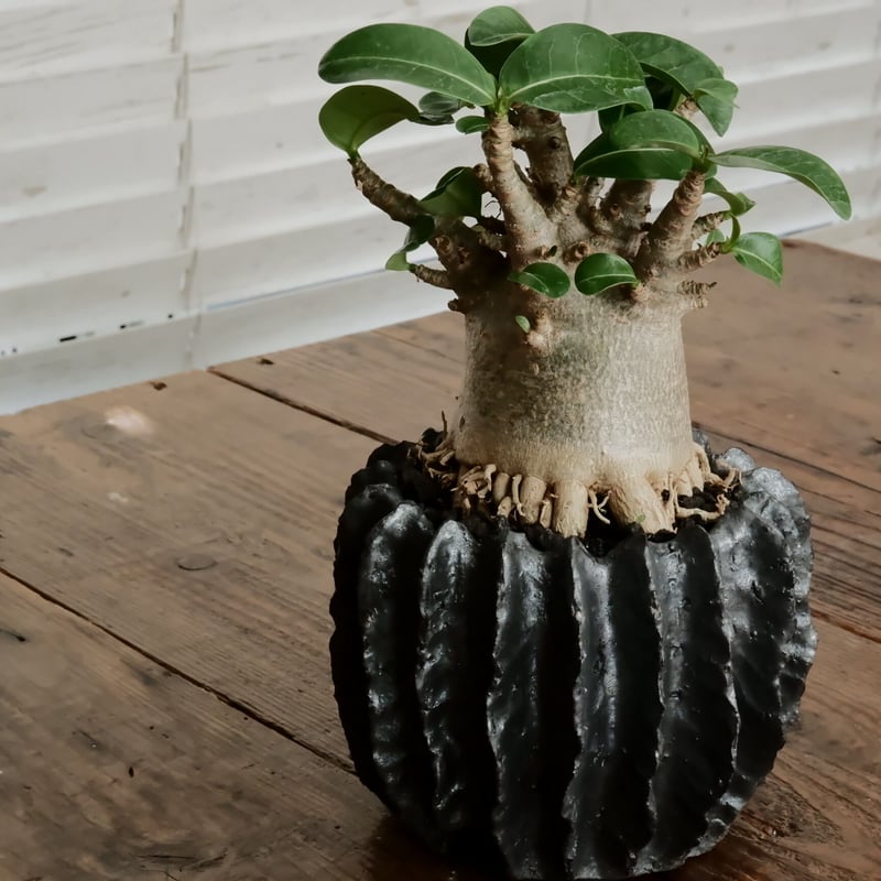 美形》アデニウム アラビカム 