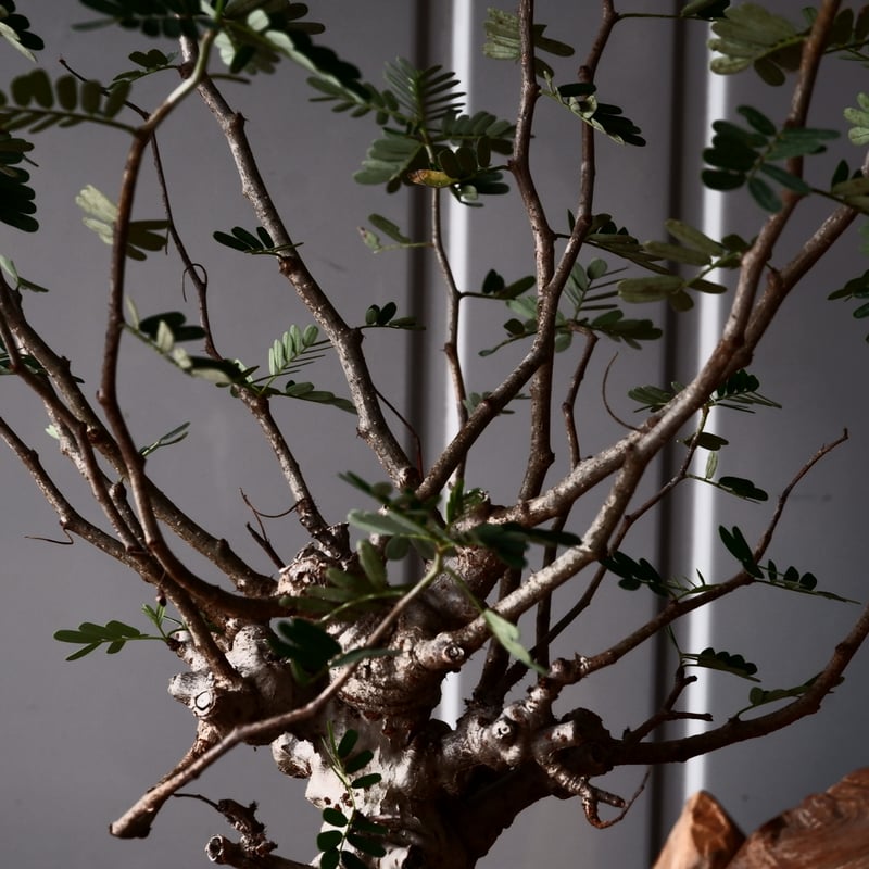 センナ メリディオナリス 輸入株［No.37］ × 松野 然 作 「ZEN」4.5号