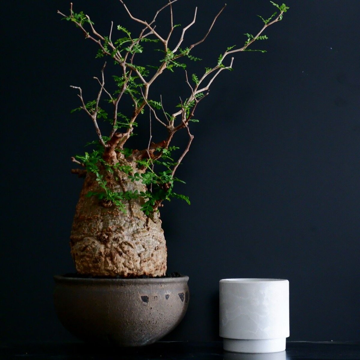 発根済 低重心 大型 パキプス 04 × 