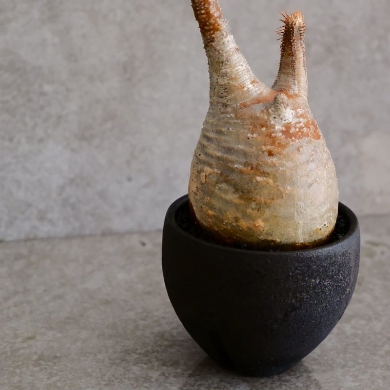 グラキリス　現地球　まん丸　作家鉢　沼野秀章 グラキリス φ8cm - 象牙宮 - ［No.30］ × 沼野秀章 作「 black w