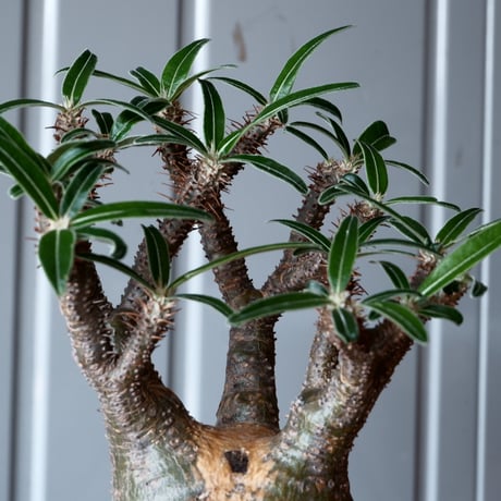 グラキリス φ8.5cm - 象牙宮-［No.22］× 森田昌求 作【 Abstract Scratch 】4号 植木鉢 笠間焼