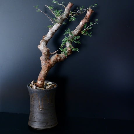 《特大》コミフォラ モンストローサ XL ［M-01］×  S.N.POT type.tall 5号鉢 ［作家  "根本峻吾"］