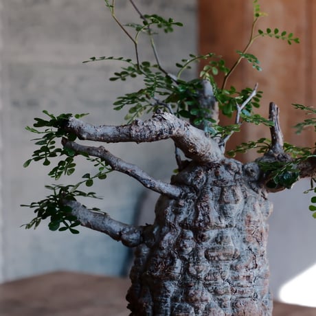 発根済 オペルクルカリア パキプス［No.52］  ×  松野然 作「ZEN」4号 植木鉢
