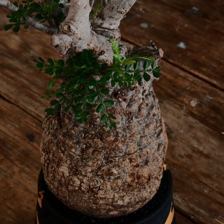 オペルクリカリア パキプス φ12cm［No.14］  ×   根本峻吾 作 S.N POT type.cylinder「 雷電 」limited color - Ocher - 4号 植木鉢
