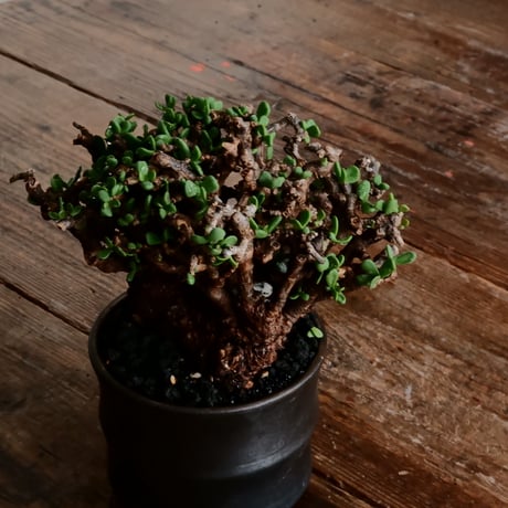 ケラリア ピグマエア 発根済［No.14］  × 松野 然 作 「ZEN」 3号 植木鉢