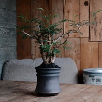 センナ メリディオナリス［No.45］  ×  磯部祐介 作「 鎧 - yoroi - 闇堕ち tall ver.」4号 植木鉢 笠間焼
