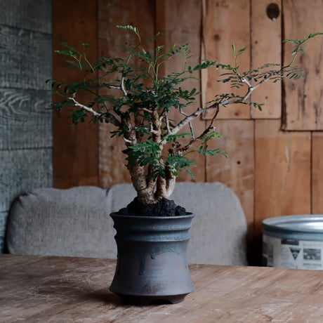 CATEGORY センナ メリディオナリス - Senna - | Botanical Holic CATEGORY センナ メリディオナリス - Senna - | Botanical Holic