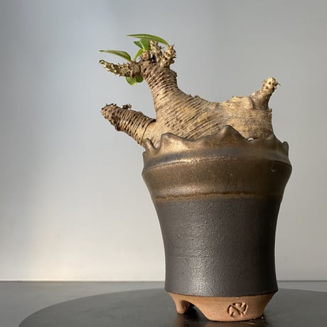 発根済 チビ マカイエンセ 魔界玉 現地株 BG-133 × S.N.Pot - crown - 3号鉢 ［作家  "根本峻吾"］