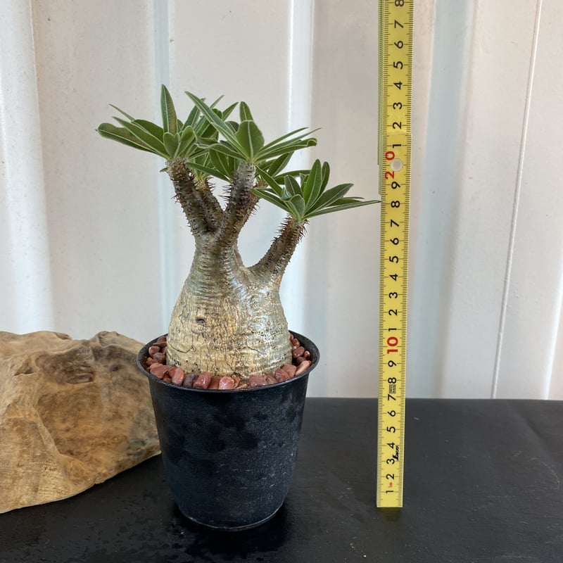 グラキリス 発根済 2020年8月輸入 現地株】BH-C46 化粧石付き | Botani