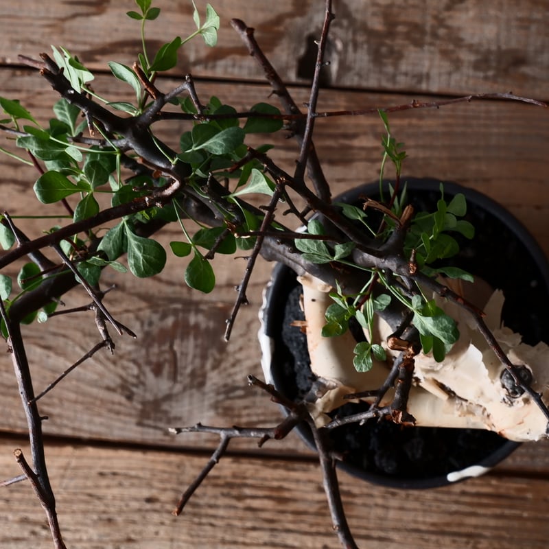 コミフォラ カタフ ピュア ソマリア産［No.13］ × 根本峻吾 作品【 S.N