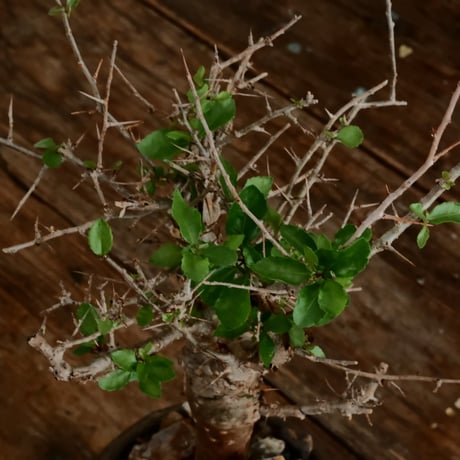 コミフォラ シンプリキフォリア M［No.51］  ×   磯部祐介 作「 瓦 - kawara - " 金剛 tall ver. " 」4号 植木鉢 笠間焼