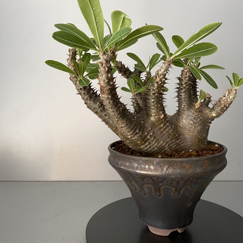 発根済 マカイエンセ 魔界玉 現地株 BG-141 × S.N.Pot - horizon -