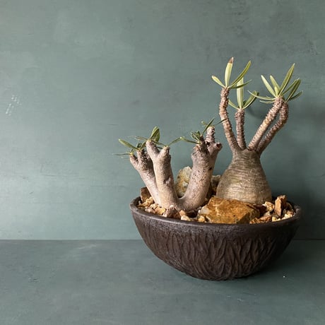 CATEGORY イノピナツム - Inopinatum - | Botanical Holic