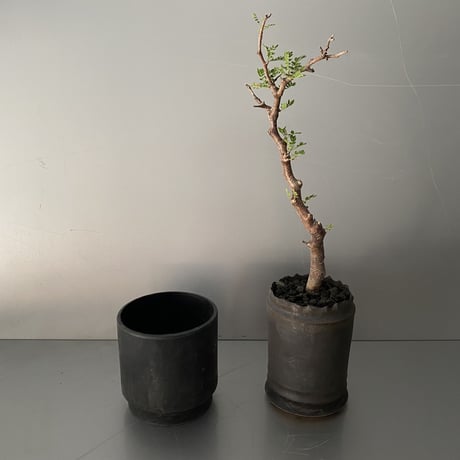 発根済 モンストローサ MO-06  × S.N.Pot " 長鉢"- crown - 3号鉢 ［作家  "根本峻吾"］