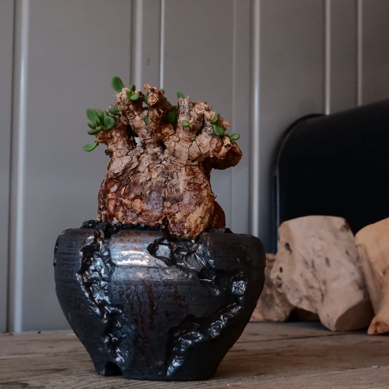 ケラリアピグマエア　現地球　手乗り　ボタナイズ鉢付き 植物×鉢】ケラリア ピグマエア 現地球 <良型> 発根済み × 陶器鉢