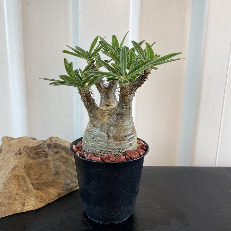 グラキリス 発根済 2020年8月輸入 現地株】BH-C46 化粧石付き | Botani