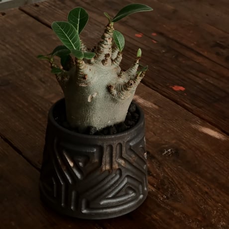 《珍獣》アデニウム アラビカム " スーパードワーフ " φ6cm［No.5］  ×  根本峻吾 作 S.N POT type.normal「 鐡 - kurogane - 」 3号  笠間焼