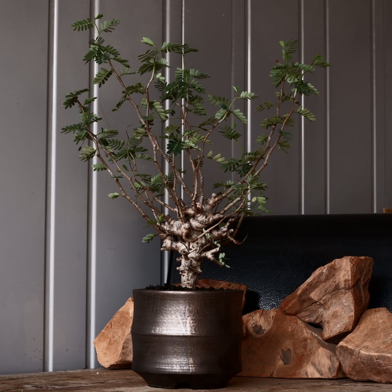 センナ メリディオナリス 31cm丈 (鉢底45cm)現地球 センナ メリディオナリス 31cm丈 (鉢底45cm)現地球