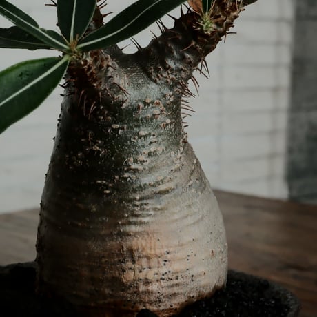 グラキリス - 象牙宮 -［No.47］  ×   沼野秀章 作「 black wrap 」3号 植木鉢 笠間焼