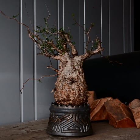 オペルクリカリア パキプス φ 12cm［No.32］  ×   根本峻吾 作 S.N POT type.cylinder「 鐡 - 黒焔 -」 4号 植木鉢