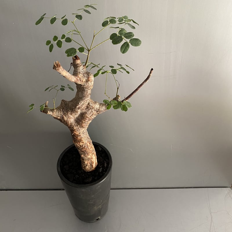 発根済 デロニクス プミラ BDP-08 | Botanical Holic デロニクス