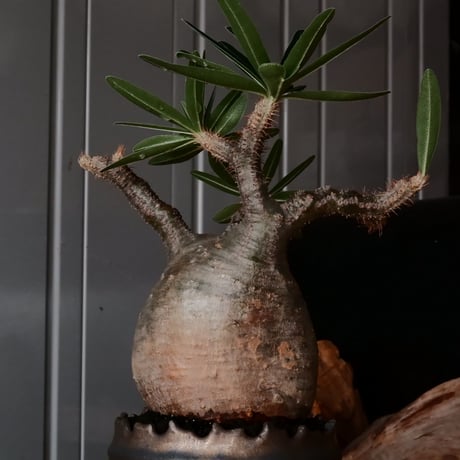 グラキリス φ10cm  - 象牙宮- ［No.229］  ×   根本峻吾 作 S.N POT type.cylinder「 黑焰 - kokuen - 」4号 植木鉢 笠間焼