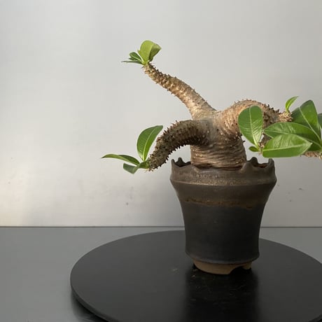 発根済 チビ マカイエンセ 魔界玉 現地株 BG-125 × S.N.Pot - crown - 3号鉢 ［作家  "根本峻吾"］