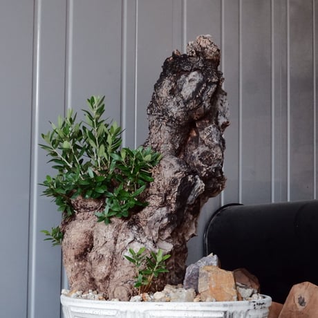 Old Olive 古木オリーブ［No.06］× 根本峻吾 作品【 S.N POT type.slim-low「月光ノ鐵」10号 】φ30cm 植木鉢